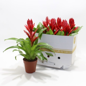 product/img.floraplaza.nl/119463-12-LIVE_fotos-0x5A6DCE7DBDEFE337CCA64B8633433E0753FE120A.jpg