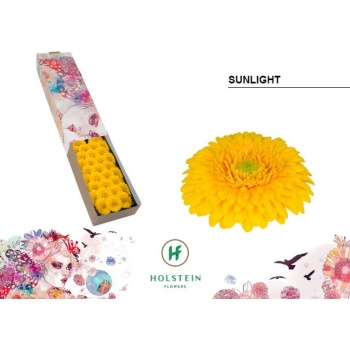 product/img.floraplaza.nl/119496-45-LIVE_fotos-0xF9B98AD49B27F649B7D52A92F762D9877F2F84A4.jpg