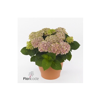 product/img.floraplaza.nl/119520-14-ART_fotos-vbn110000-vbn119520.jpg