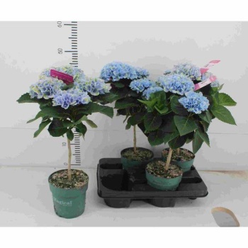 product/img.floraplaza.nl/119520-14-LIVE_fotos-0xD64D000BA9DCA0E7FE374D1ACF70802BA6942D7F.jpg