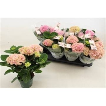 product/img.floraplaza.nl/119520-510-LIVE_fotos-0xB9E09649F6A9B3E57F25D56A9C05F7A3299CC51C.jpg