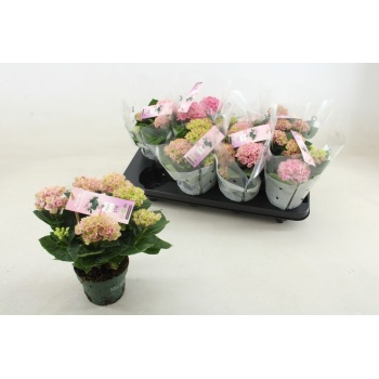 product/img.floraplaza.nl/119520-510-LIVE_fotos-0xC0B847BF94568A1FF5578D74E4495C367A5167B1.jpg