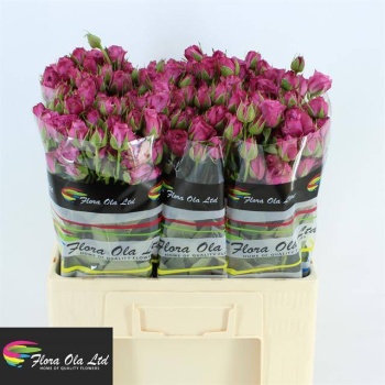 product/img.floraplaza.nl/119724-60-LIVE_fotos-0xCA034FBC8C9B63EFDB5173E40ACC255D4B3DAAB1.jpg