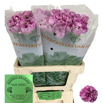 product/img.floraplaza.nl/119758-LIVE_fotos-0x461769BF2095960EFBA0057CD981CED3F1E47949.jpg