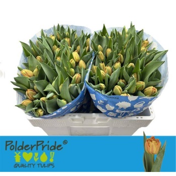 product/img.floraplaza.nl/119884-LIVE_fotos-0xB64579D8CFB30AAB195B5FA81FA7098FA55D8D7A.jpg
