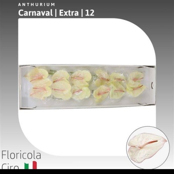product/img.floraplaza.nl/11992-LIVE_fotos-0x92E7A8C8AB0D59670228CAD46697B5254A4B966B.jpg