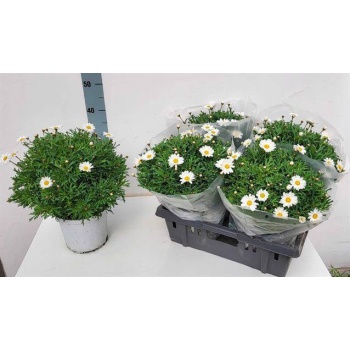 product/img.floraplaza.nl/119934-19-LIVE_fotos-0x311F9EF34D77FF9B4F32AAAFFAA6BD053B6CF88C.jpg