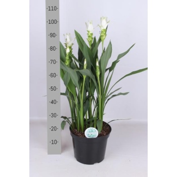 product/img.floraplaza.nl/120192-26-LIVE_fotos-0x11FE6BBB33DBB2E6F6F3F9893CE79C51B210564E.jpg