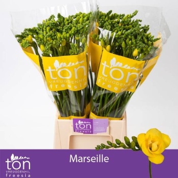 product/img.floraplaza.nl/120244-54-LIVE_fotos-0xB77328B394184E563952A89478BB4F47A80C0411.jpg