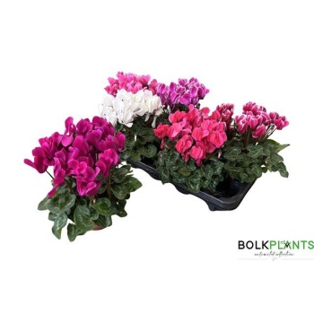 product/img.floraplaza.nl/120277-510-LIVE_fotos-0xBC7B34617BF9E07402F21853839325A8CF4CE796.jpg
