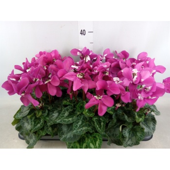product/img.floraplaza.nl/120283-13-LIVE_fotos-0xA1C8B9799FFEEFDDBE62FF39D57367CC85A2250C.jpg