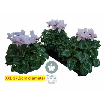 product/img.floraplaza.nl/120304-17-LIVE_fotos-0xB8B89A5B902ACD5F37131B32DD94B3BA02487014.jpg