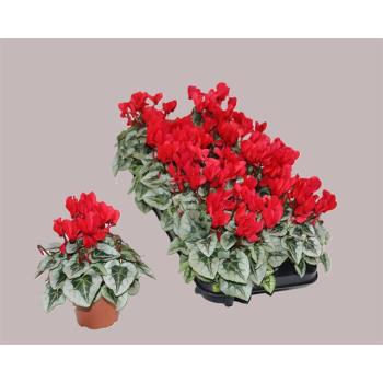 product/img.floraplaza.nl/120358-510-LIVE_fotos-0xED48BD88F49F6BEAFBCE341E7434011CA9F5F5D5.jpg