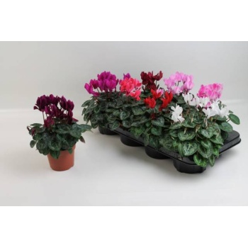product/img.floraplaza.nl/120373-510-LIVE_fotos-0xDB709EC94D93A4F73C7B97B4FEFC9B82D282FBD8.jpg