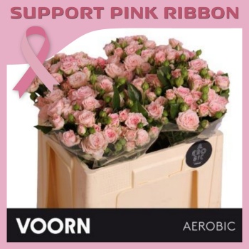 product/img.floraplaza.nl/120442-50-ASSORTI_fotos-Pink Ribbon 2025-Voorn Rosa SP Aerobic 50cm.jpg