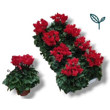 product/img.floraplaza.nl/120462-510-LIVE_fotos-0xB8BF8190C7D0B13F0F5E4D1691A0A5D06834E901.jpg