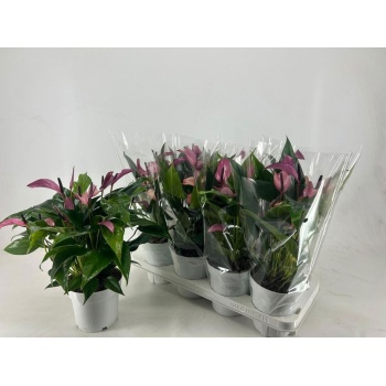 product/img.floraplaza.nl/120489-14-LIVE_fotos-0xAC44C98B751EEFEA65B494A25F87CF2FE7D0A3AD.jpg