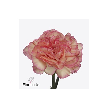 product/img.floraplaza.nl/120496-70-ART_Fotos-VBN-vbn120496.jpg