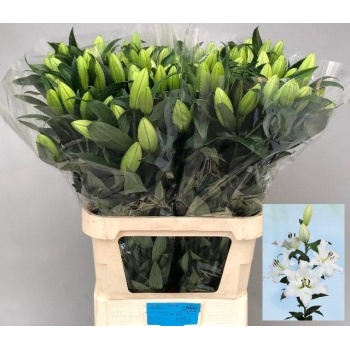 product/img.floraplaza.nl/120500-95-LIVE_fotos-0x2148BBA26A7BC82D90A649E23459214D0EAB0E88.jpg