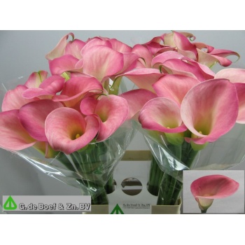 product/img.floraplaza.nl/120503-65-LIVE_fotos-0xEE8DF7B0EDA9ED906747DF2FED04E1894A8DF0A8.jpg