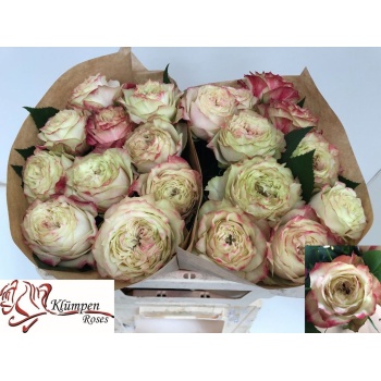 product/img.floraplaza.nl/120615-50-LIVE_fotos-0xD9DAA019FD512E3D947E2210EF05834568A15E6D.jpg