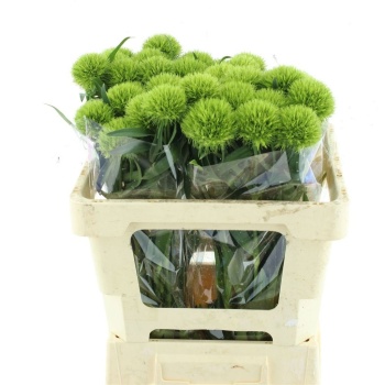 product/img.floraplaza.nl/120639-55-LIVE_fotos-0xB025CBE4907E8C93A836E7A4990A5046945BFF4F.jpg