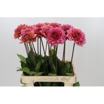 product/img.floraplaza.nl/120817-60-LIVE_fotos-0xAF5EC7C1322E1FEE9A30DFD9FE994AA1A7FBDDEC.jpg