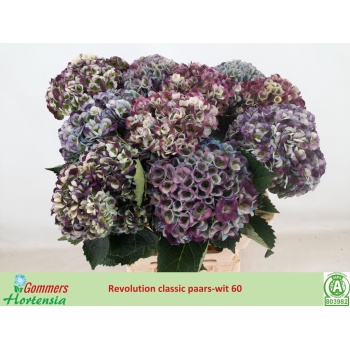 product/img.floraplaza.nl/120864-60-LIVE_fotos-0xE5C29865CE3E8B056EFB815C3B0E4EB4388BFB8D.jpg
