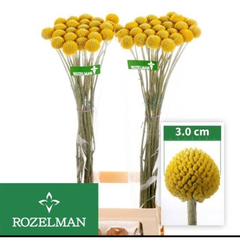 product/img.floraplaza.nl/120907-90-LIVE_fotos-0xDFFE55651252EF208DDDFBBF831D876FD58C7B9A.jpg