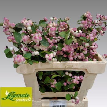 product/img.floraplaza.nl/120960-55-LIVE_fotos-0x0174A10272AFD3C8BA93DD8D9C6D5DB9CDDD329D.jpg