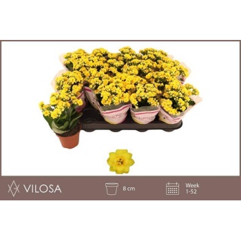 product/img.floraplaza.nl/120966-8-LIVE_fotos-0x9F30FDACE9AD5FD377F82B646DE46BA3682CF685.jpg
