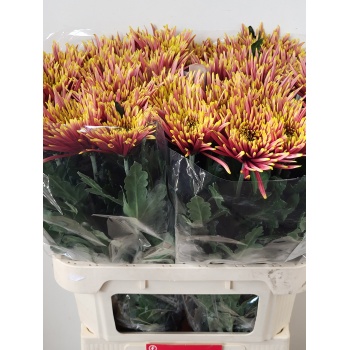 product/img.floraplaza.nl/121057-80-LIVE_fotos-0xF97CE41C1BE1118BFAC0BE9C5599BF9DBA55628C.jpg