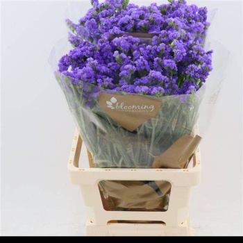 product/img.floraplaza.nl/121072-75-LIVE_fotos-0xCF5EE3EB1410FD7B76AE336C5F22A10D37985B98.jpg