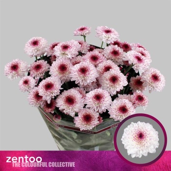 product/img.floraplaza.nl/121133-65-LIVE_fotos-0x5BD2A0027842CB1A74456D51C7C2D894C8594D21.jpg