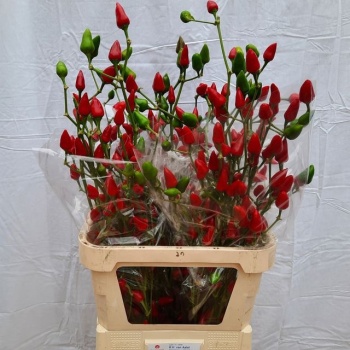 product/img.floraplaza.nl/121260-80-LIVE_fotos-0xECD194F653835A7A3C758D13FB6DA5563AC457B4.jpg