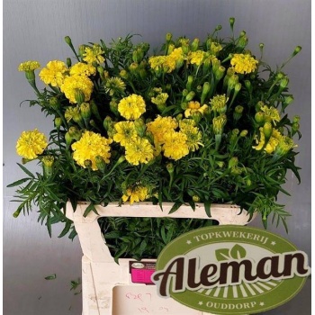 product/img.floraplaza.nl/12129-70-LIVE_fotos-0xC670B7D9A66B490DE56C04056C4DB82AEB7EBED5.jpg
