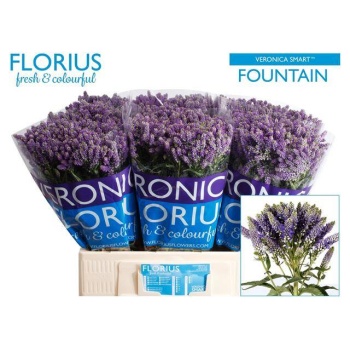 product/img.floraplaza.nl/121386-60-LIVE_fotos-0x249B18AF15524DE959BD0795BB656CDC2909BBE7.jpg