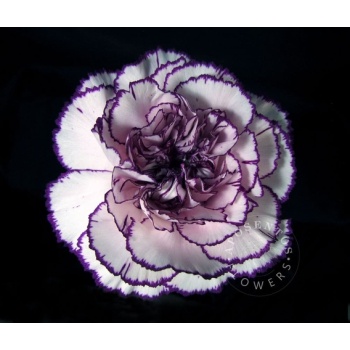 product/img.floraplaza.nl/121434-60-ART_fotos-SUNECU-Dianthus st damascus.jpg