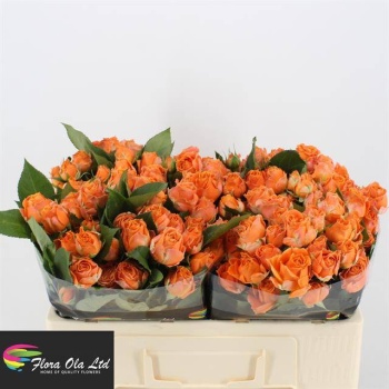product/img.floraplaza.nl/121492-50-LIVE_fotos-0x2B4581305AE3D0FEABB8563A1E318576AA71CEB6.jpg