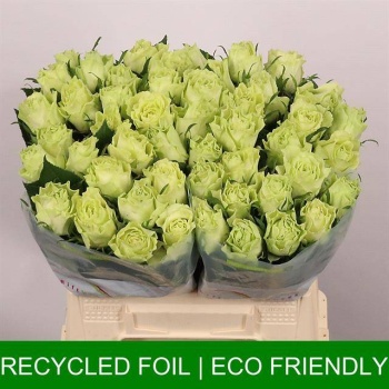 product/img.floraplaza.nl/121525-40-LIVE_fotos-0xE513A40D61BC3B2090F6CAA16BEB2451AC99A55E.jpg