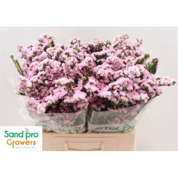 product/img.floraplaza.nl/121636-60-LIVE_fotos-0xA393CE8FA74377A5F9F168A4846201D913579A2B.jpg