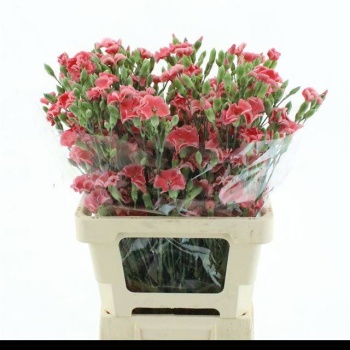 product/img.floraplaza.nl/121651-55-LIVE_fotos-0xE681D34CE76EB00B899949D20498D51862B3D789.jpg