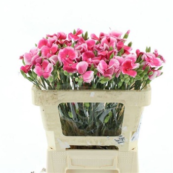 product/img.floraplaza.nl/121653-60-LIVE_fotos-0x17F1A6E4F6C57D0B159FB22C8C7F970AA4BFC260.jpg