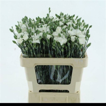 product/img.floraplaza.nl/121656-60-LIVE_fotos-0x34167101673C5FB06FBEFD9706F9875D42926058.jpg