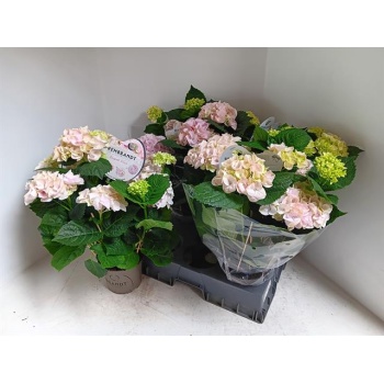 product/img.floraplaza.nl/121681-15-LIVE_fotos-0xE1F47095A2B01C52427C95E922FE2539B615CBD2.jpg