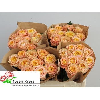 product/img.floraplaza.nl/121846-50-LIVE_fotos-0xE24F66BE17DCBF2DA503BCDFED2C4833EDF5C395.jpg