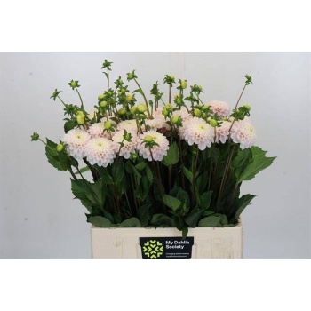 product/img.floraplaza.nl/121891-60-LIVE_fotos-0xDF6A2F81B0FA314FA77CBD9D5C26F8B3503662D2.jpg