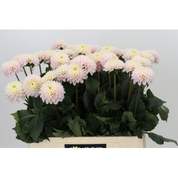 product/img.floraplaza.nl/121891-60-LIVE_fotos-0xFC7DCFC50429549FF13778280D31812581639CC7.jpg
