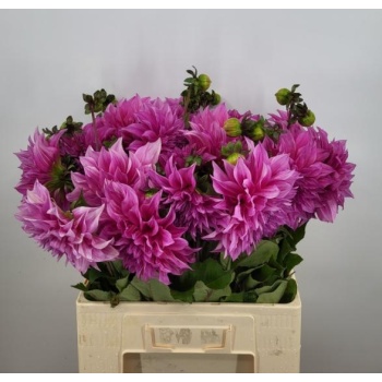 product/img.floraplaza.nl/121934-60-LIVE_fotos-0x2F8BC6D08C232C143579A6BF7FBFDFBE4E63AB24.jpg