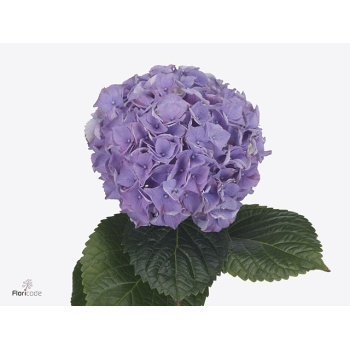 product/img.floraplaza.nl/121959-65-ART_fotos-VBN-vbn121959.jpg